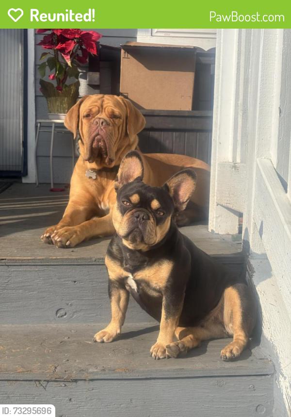 Reunited Female Dog last seen Greenspot and Cortez St, Highland, CA 92346