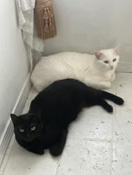 Lost Female Cat last seen South Deselm Way and Eastgate, Boise, ID 83716