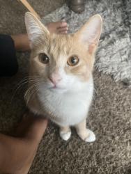 Lost Male Cat last seen The isle apmts, Orlando, FL 32801