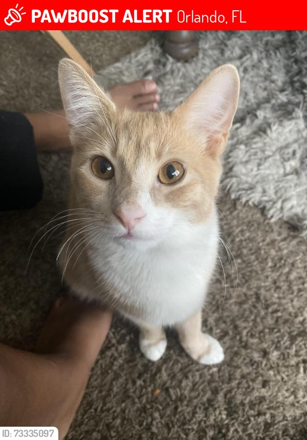 Lost Male Cat last seen The isle apmts, Orlando, FL 32801