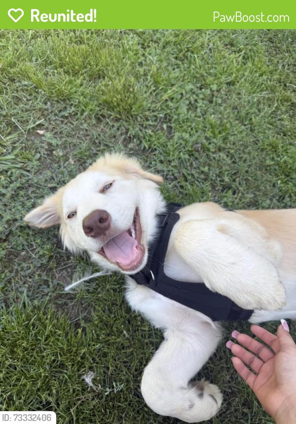 Reunited Male Dog last seen Edgemont rd, Wendell, NC 27591