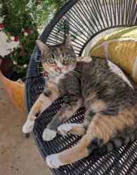 Reunited Female Cat last seen Chapel Hill Rd., Durham, NC 27707
