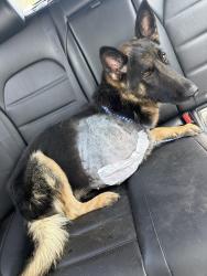 Reunited Female Dog last seen S northern blvd, Independence, MO 64052