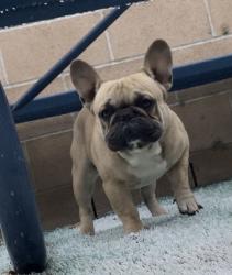 Lost Male Dog last seen San Bernardino Ave, Fontana, CA 92335