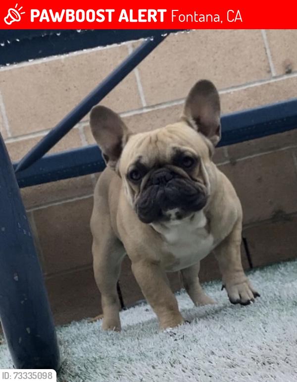 Lost Male Dog last seen San Bernardino Ave, Fontana, CA 92335