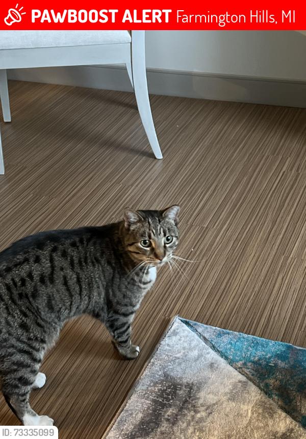 Lost Female Cat last seen Near Power Middle school, Farmington Hills, MI 48335