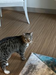 Lost Female Cat last seen Near Power Middle school, Farmington Hills, MI 48335