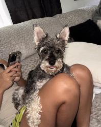 Reunited Female Dog last seen Ave E SE, Winter Haven, FL 33880