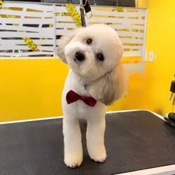 Reunited Male Dog last seen 46th st y bush blvd, Tampa, FL 33617