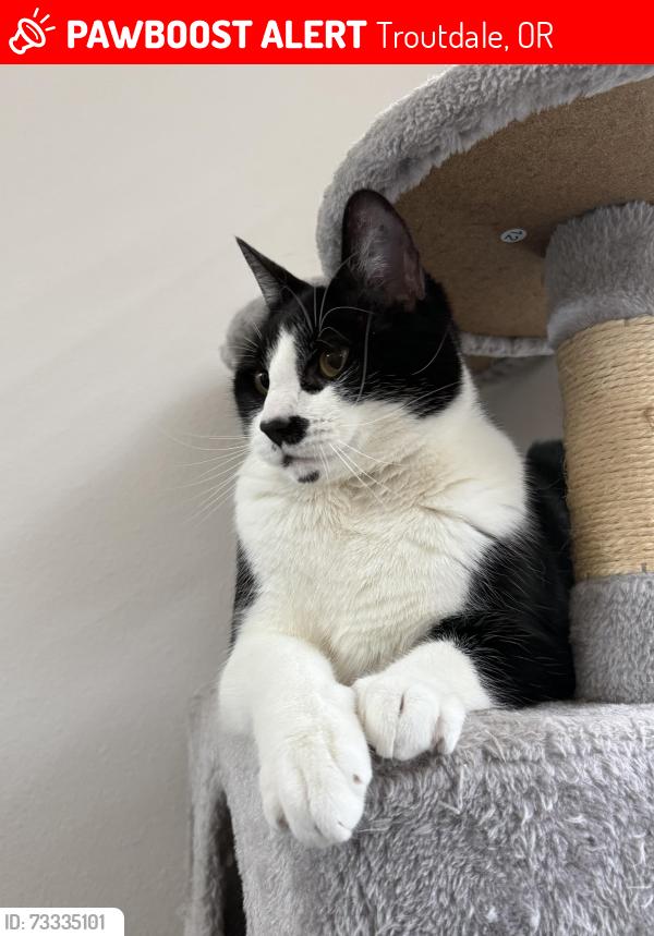 Lost Male Cat last seen Troutdale Road, Troutdale, OR 97030