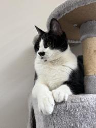 Lost Male Cat last seen Troutdale Road, Troutdale, OR 97030