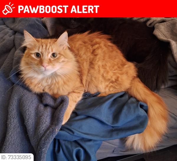 Lost Male Cat last seen 236th St Sw and Cedar Way, Mountlake Terrace, WA 98043