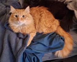 Lost Male Cat last seen 236th St Sw and Cedar Way, Mountlake Terrace, WA 98043