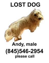Reunited Male Dog last seen Friendly Honda on rt44, Poughkeepsie, NY 12603