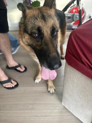 Reunited Female Dog last seen 188th trail north, Loxahatchee, FL 33470