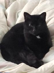Lost Female Cat last seen Chester Drive which is near the Bible Baptist Church, Wayne Township, IN 47374