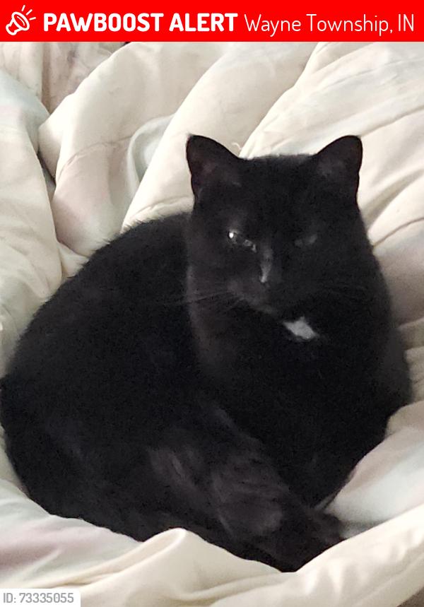 Lost Female Cat last seen Chester Drive which is near the Bible Baptist Church, Wayne Township, IN 47374
