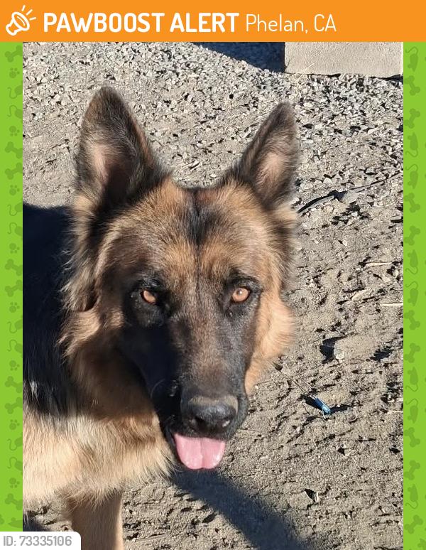 Found/Stray Female Dog last seen Phelan rd, Phelan, CA 92371