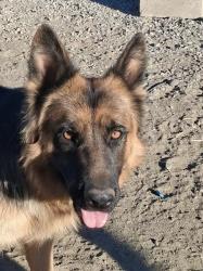 Found/Stray Female Dog last seen Phelan rd, Phelan, CA 92371