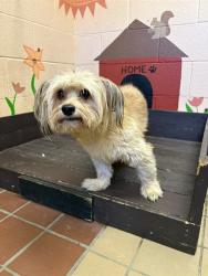 Shelter Stray Male Dog last seen , 31044 Charlie Canyon Rd, Castaic, CA 91384, USA