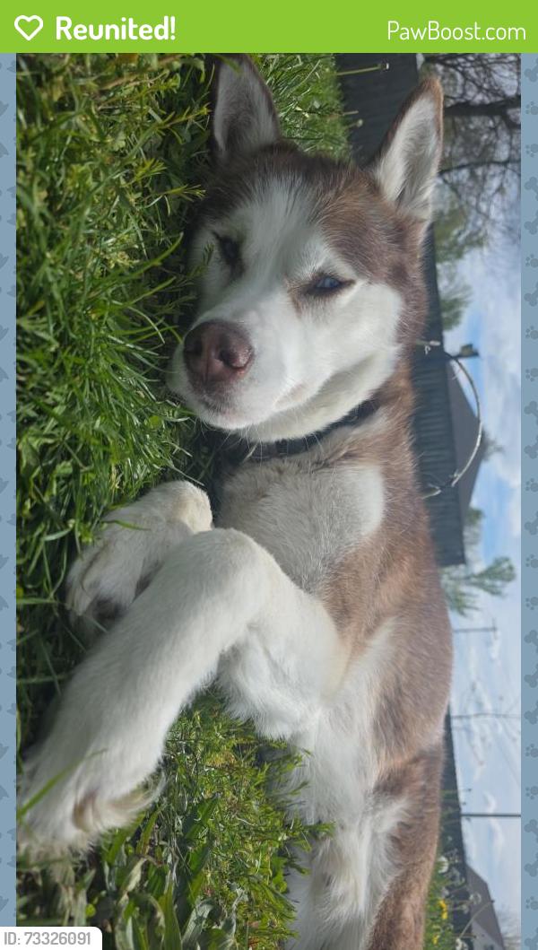 Reunited Male Dog last seen Ideal park, Grand Rapids, MI 49548
