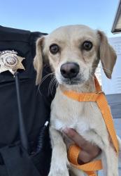 Shelter Stray Male Dog last seen Near BLOCK MONTEREY ST, BAKERSFIELD CA 93305, 3951 Fruitvale Ave, Bakersfield, CA 93308, USA