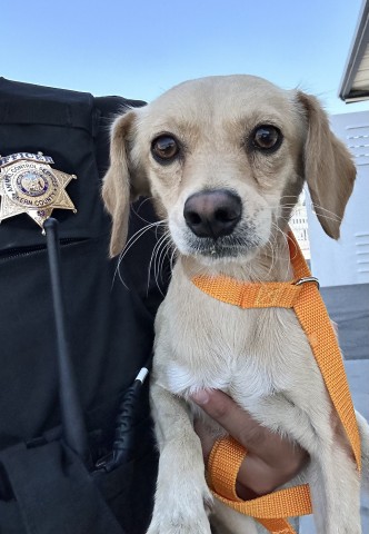 Shelter Stray Male Dog last seen Near BLOCK MONTEREY ST, BAKERSFIELD CA 93305, 3951 Fruitvale Ave, Bakersfield, CA 93308, USA