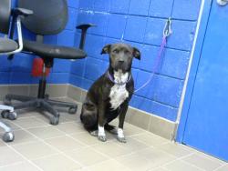 Shelter Stray Female Dog last seen 4TH AND GRIEGOS, 8920 Lomas Blvd NE, Albuquerque, NM 87112, USA