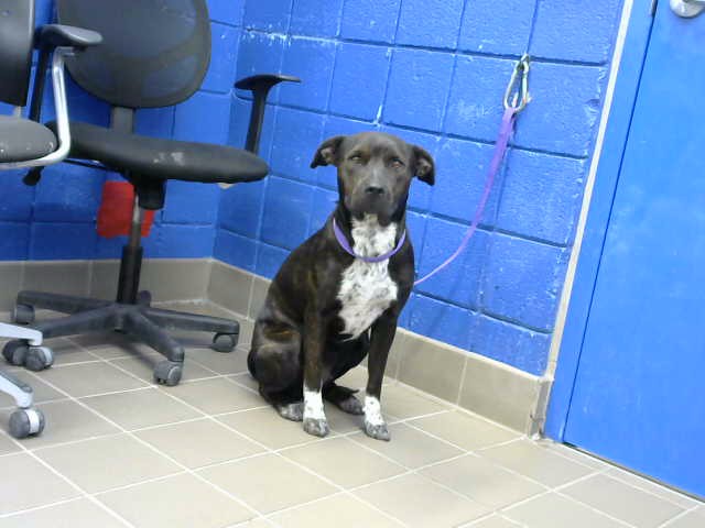 Shelter Stray Female Dog last seen 4TH AND GRIEGOS, 8920 Lomas Blvd NE, Albuquerque, NM 87112, USA