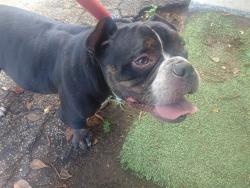 Shelter Stray Female Dog last seen Near BLOCK NE 37 ST, DEERFIELD BEACH FL 33064, 2400 SW 42nd St, Fort Lauderdale, FL 33312, USA