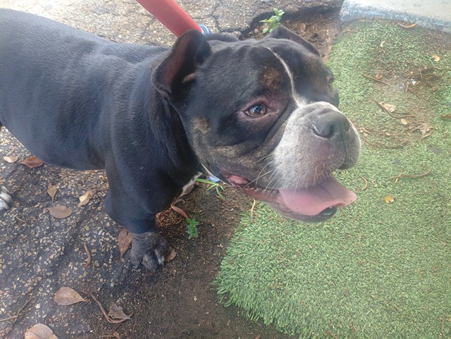 Shelter Stray Female Dog last seen Near BLOCK NE 37 ST, DEERFIELD BEACH FL 33064, 2400 SW 42nd St, Fort Lauderdale, FL 33312, USA