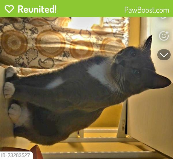 Reunited Male Cat last seen Sunburst terrace nw, Salem, OR 97304
