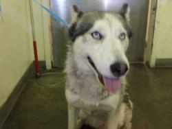 Shelter Stray Female Dog last seen , 1850 W 60th St, Los Angeles, CA 90047, USA