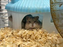 Shelter Stray Unknown Other last seen , West Valley Animal Shelter, 20655 Plummer St, Chatsworth, CA 91311, USA