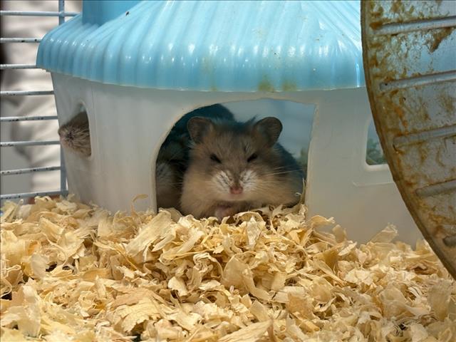 Shelter Stray Unknown Other last seen , West Valley Animal Shelter, 20655 Plummer St, Chatsworth, CA 91311, USA