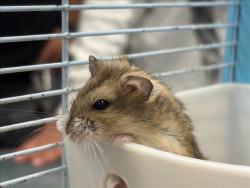 Shelter Stray Female Other last seen , West Valley Animal Shelter, 20655 Plummer St, Chatsworth, CA 91311, USA