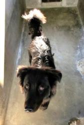 Shelter Stray Male Dog last seen , 1850 W 60th St, Los Angeles, CA 90047, USA