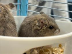 Shelter Stray Unknown Other last seen , West Valley Animal Shelter, 20655 Plummer St, Chatsworth, CA 91311, USA