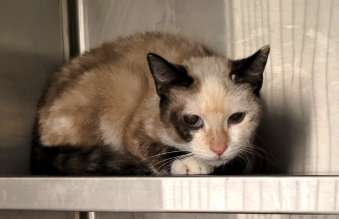 Shelter Stray Female Cat last seen , 1850 W 60th St, Los Angeles, CA 90047, USA