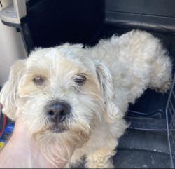 Shelter Stray Male Dog last seen Near BLOCK LARKWOOD AVE, 3528 Newburg Rd, Louisville, KY 40218, USA