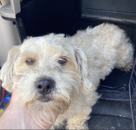 Shelter Stray Male Dog last seen Near BLOCK LARKWOOD AVE, 3528 Newburg Rd, Louisville, KY 40218, USA