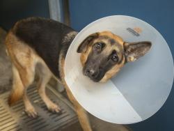 Shelter Stray Female Dog last seen WARNER RD & KYRENE, 5501 E Van Buren St, Phoenix, AZ 85008, USA
