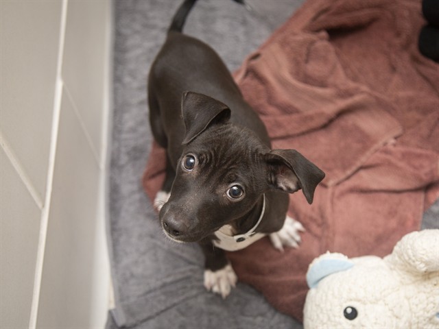 Shelter Stray Male Dog last seen , 5501 E Van Buren St, Phoenix, AZ 85008, USA