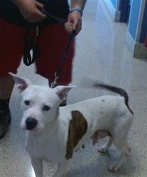 Shelter Stray Female Dog last seen Near BLOCK NW 35 ST, 3599 NW 79th Ave, Doral, FL 33122, USA