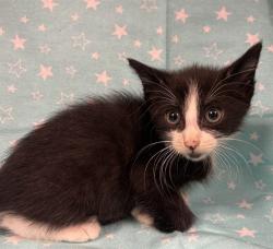 Shelter Stray Male Cat last seen , 232 Eslinger Way, Sanford, FL 32773, USA