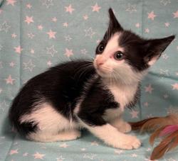 Shelter Stray Female Cat last seen , 232 Eslinger Way, Sanford, FL 32773, USA