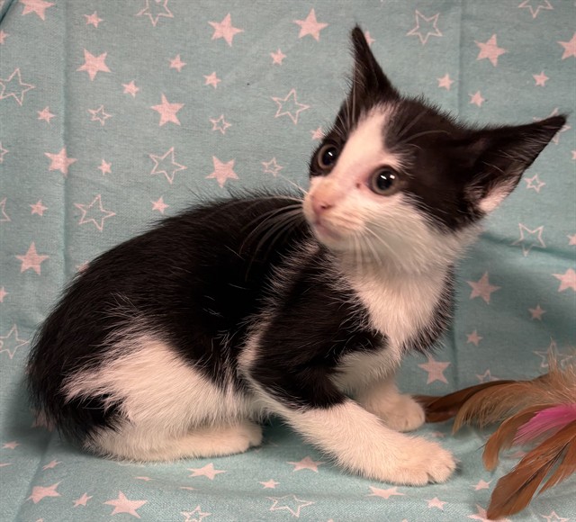 Shelter Stray Female Cat last seen , 232 Eslinger Way, Sanford, FL 32773, USA