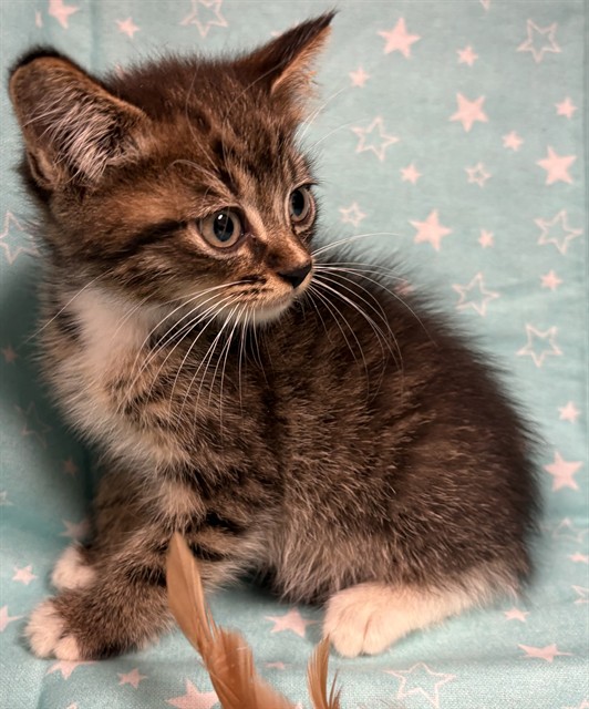 Shelter Stray Male Cat last seen , 232 Eslinger Way, Sanford, FL 32773, USA