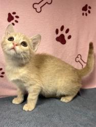 Shelter Stray Female Cat last seen WALMART ON 17-92 IN SANFORD, 232 Eslinger Way, Sanford, FL 32773, USA