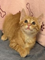 Shelter Stray Male Cat last seen WALMART ON 17-92 IN SANFORD, 232 Eslinger Way, Sanford, FL 32773, USA